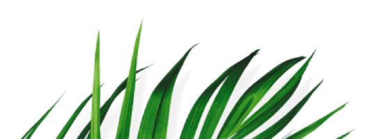 Safari Softwash