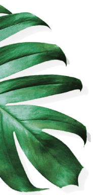 Safari Softwash