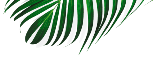 Safari Softwash