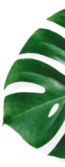 Safari Softwash